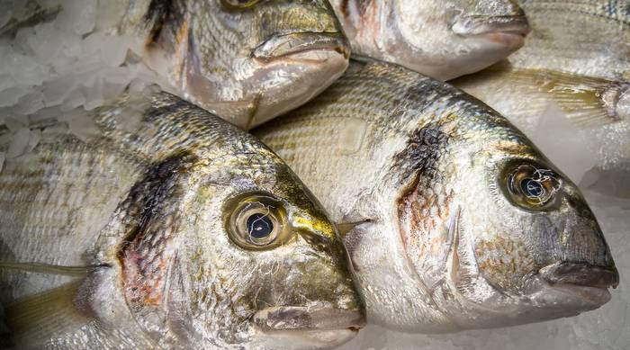Bisiguari buruzko hitzaldia kultur etxera lekualdatu dute
