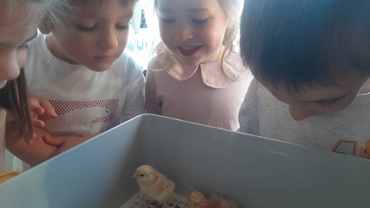 🐣Txitak jaio dira ikastolan🐣